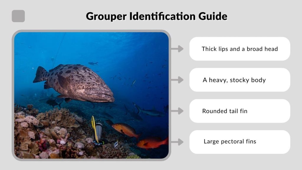 Grouper Identification Guide