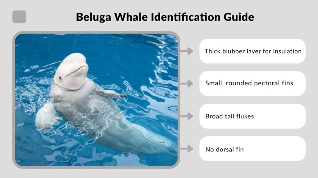 Beluga Whale Identification Guide