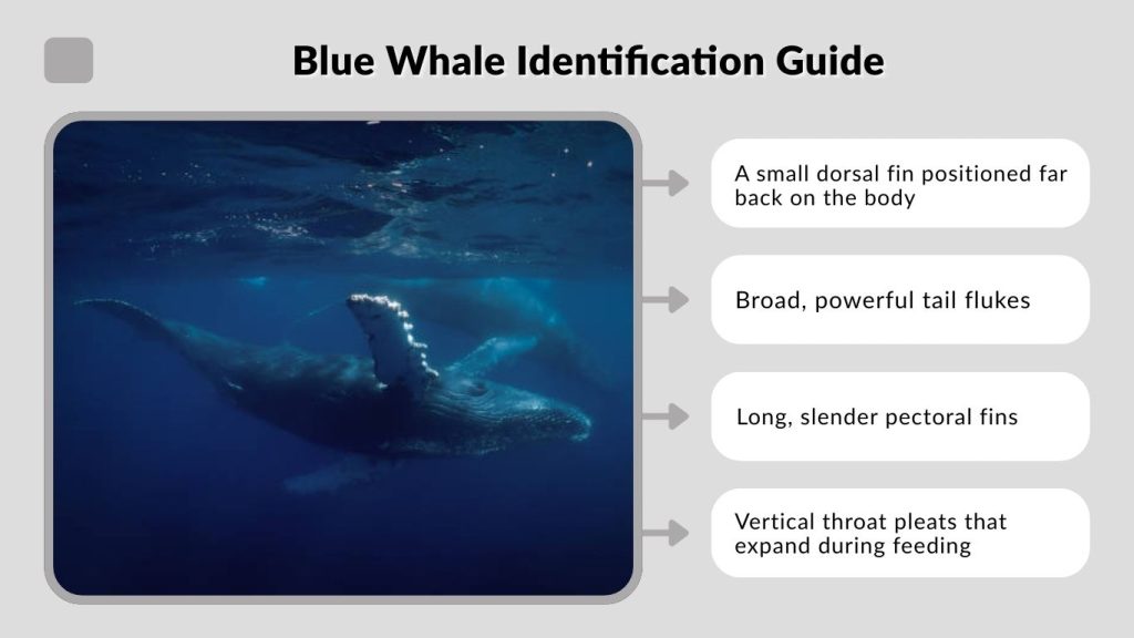 Blue Whale Identification Guide
