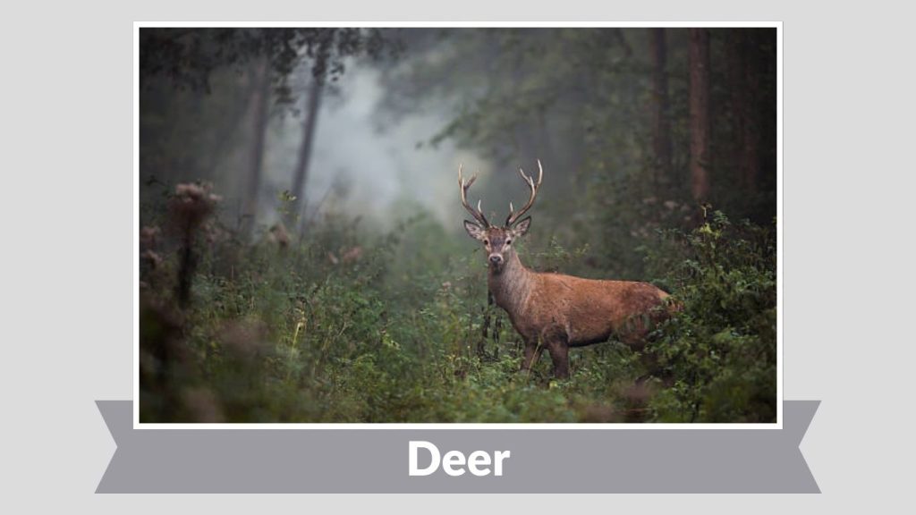 Deer