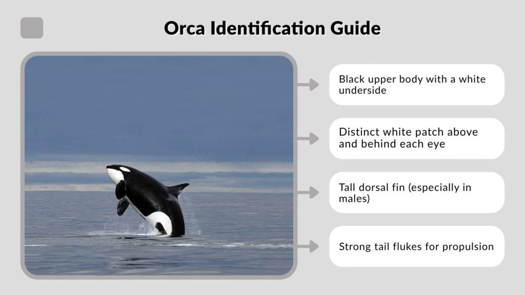 Orca Identification Guide