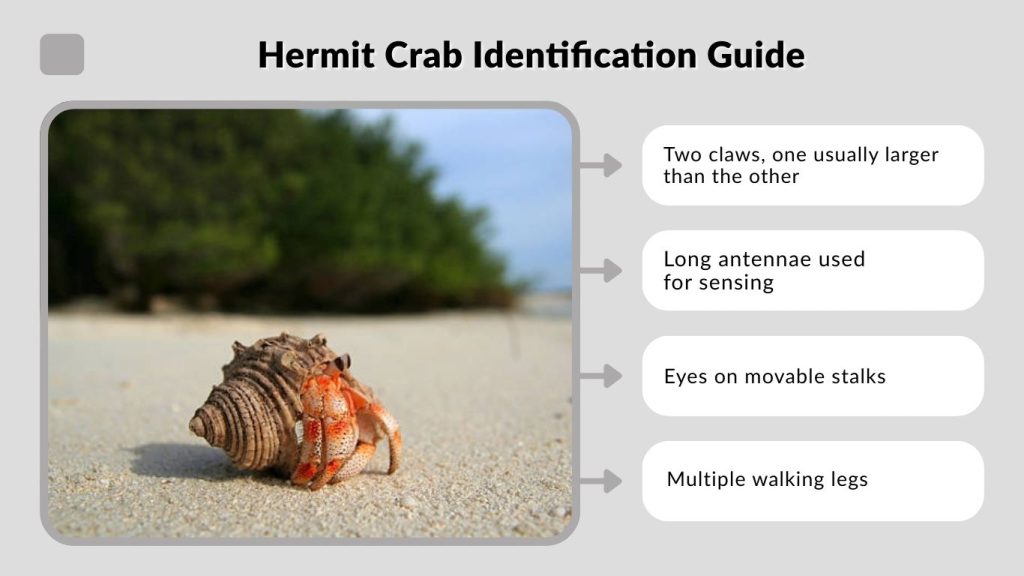 Hermit Crab Identification Guide
