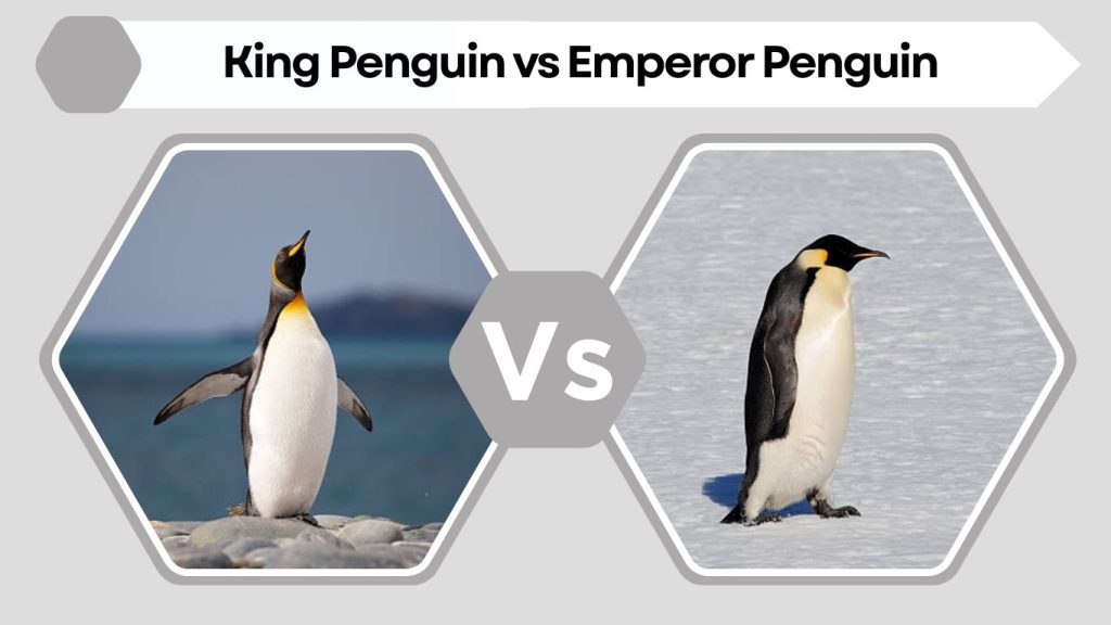 King Penguin vs Emperor Penguin