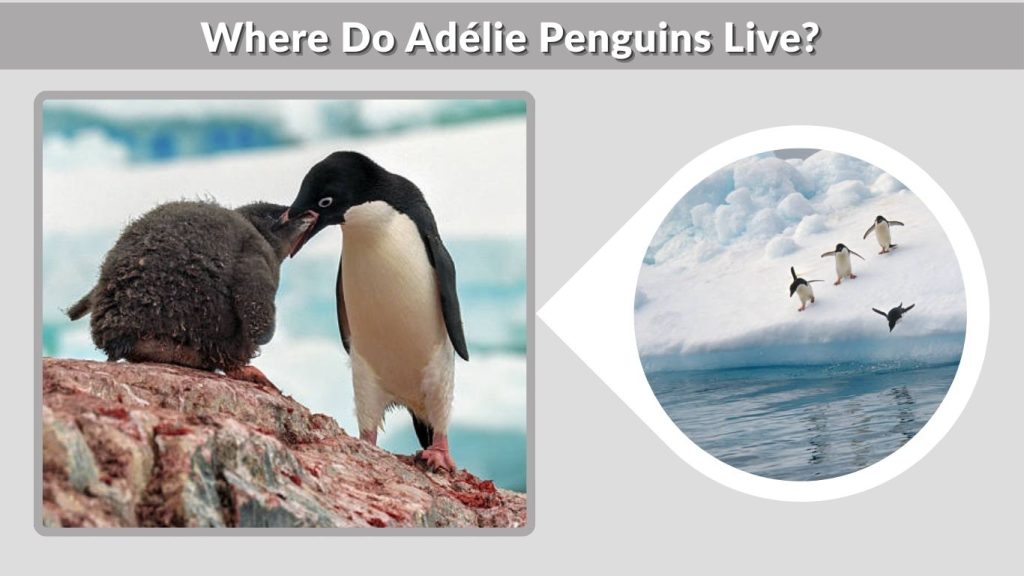 Where Do Adélie Penguins Live?