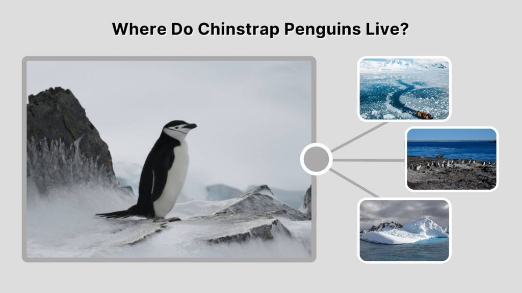 Where Do Chinstrap Penguins Live?
