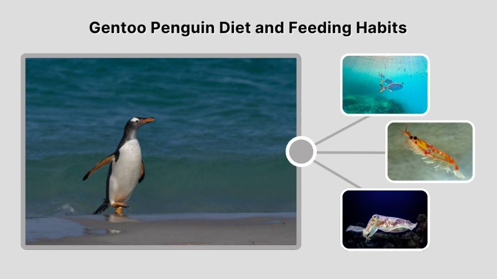Gentoo Penguin Diet and Feeding Habits