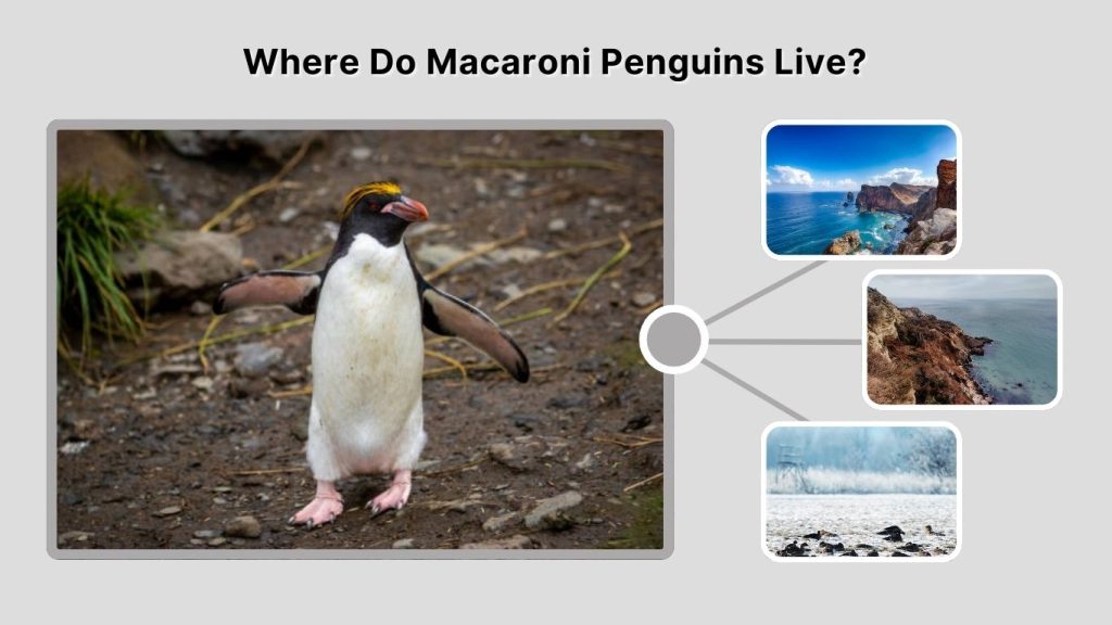Where Do Macaroni Penguins Live?
