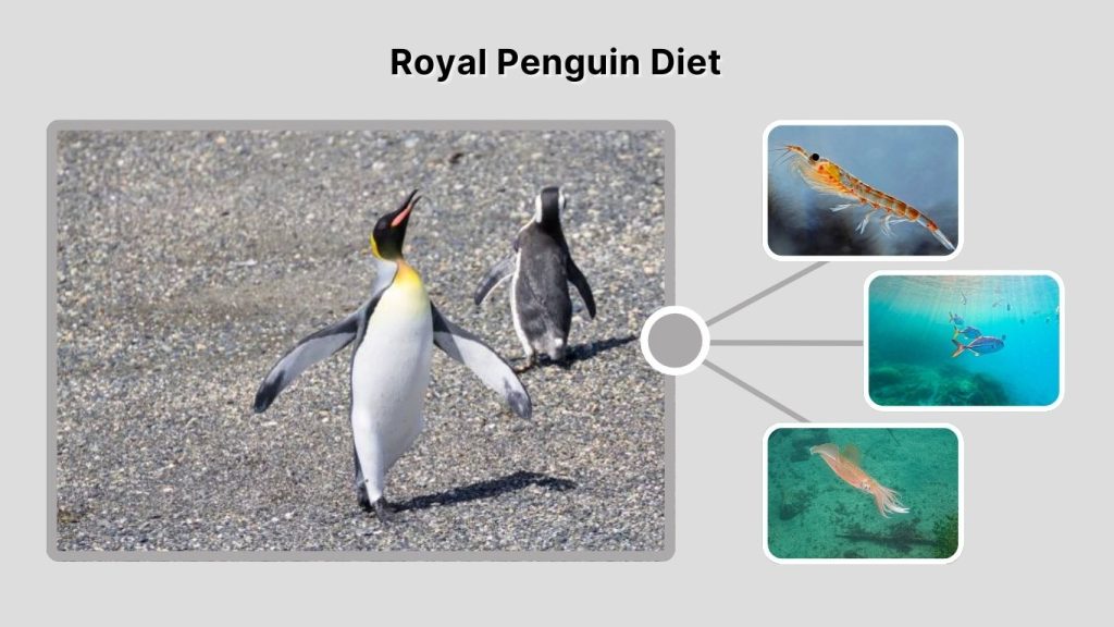 Royal Penguin Diet