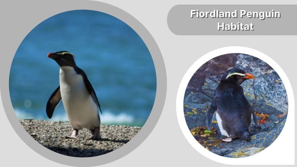 Fiordland Penguin Habitat