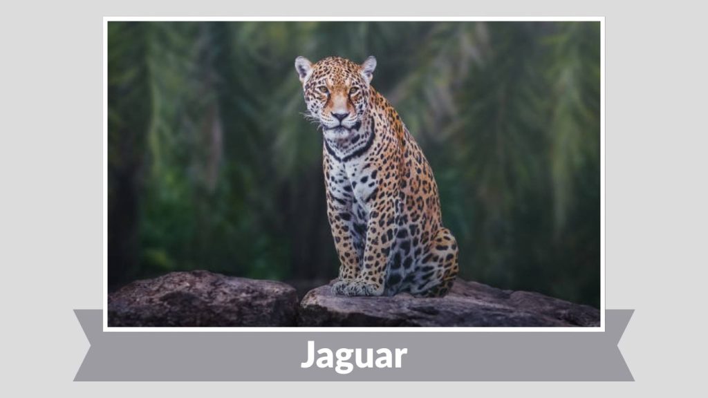 Jaguar