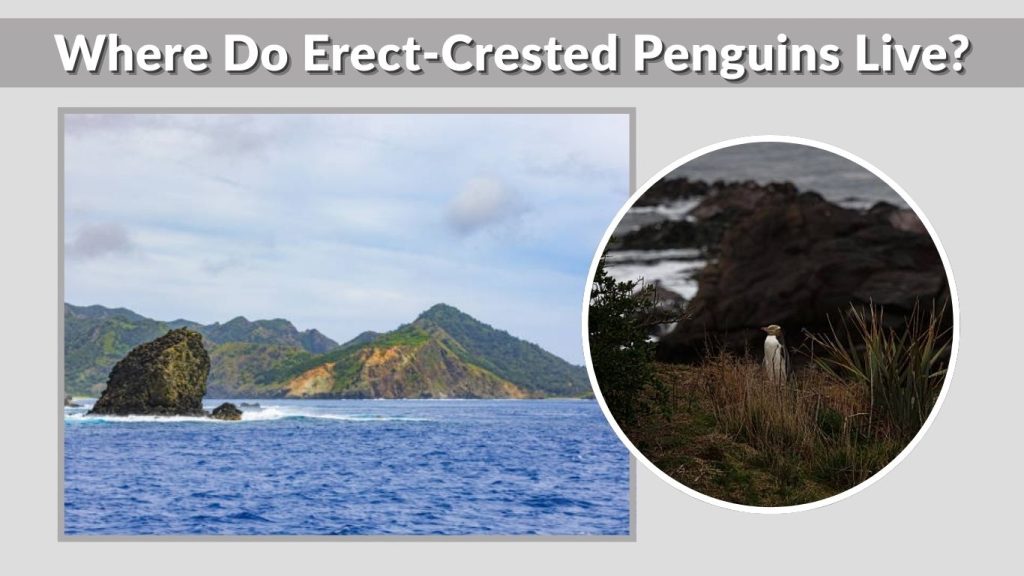Where Do Erect-Crested Penguins Live?