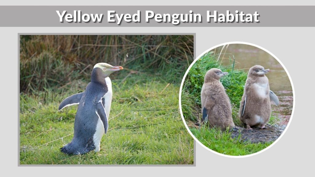 Yellow Eyed Penguin Habitat