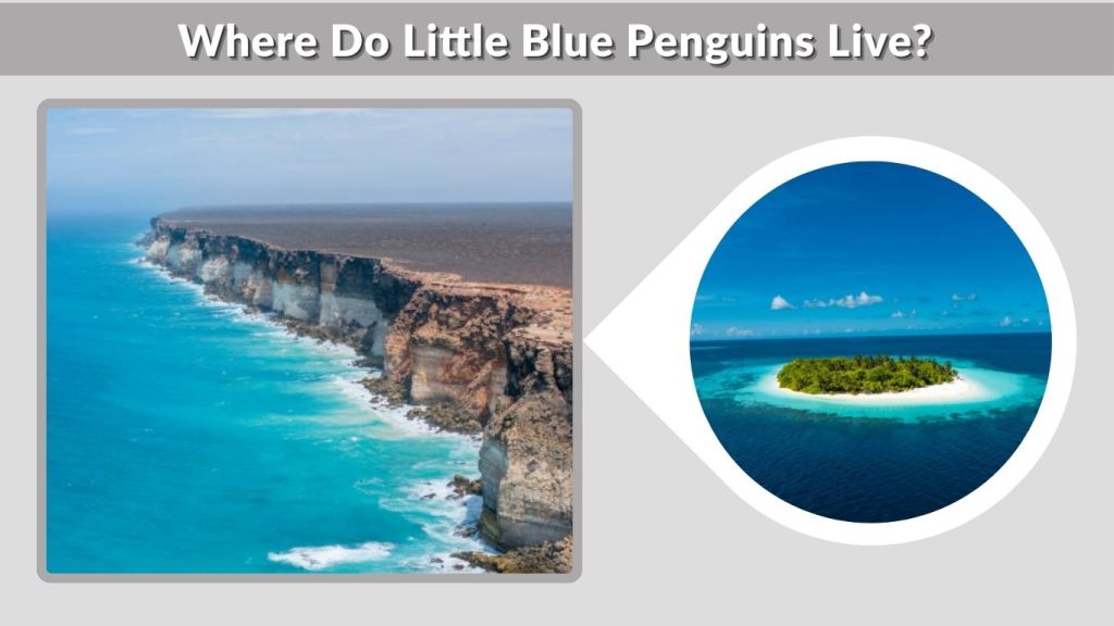Where Do Little Blue Penguins Live?