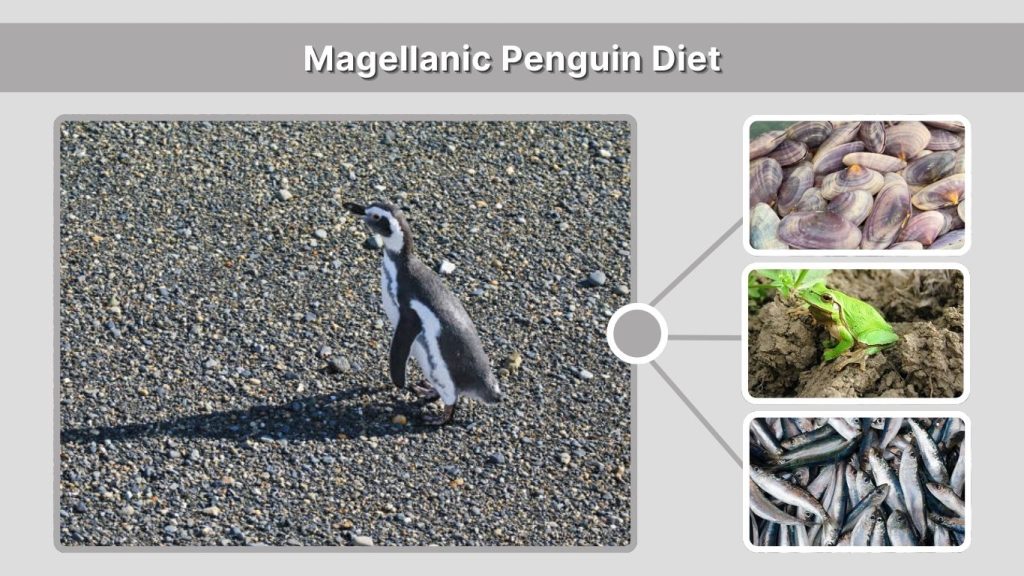 Magellanic Penguin Diet