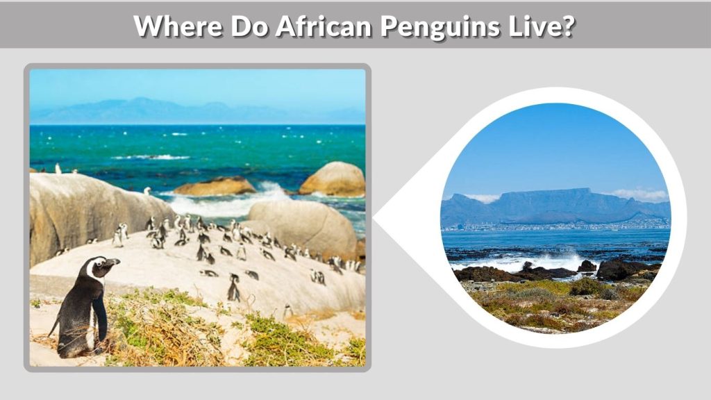 Where Do African Penguins Live?