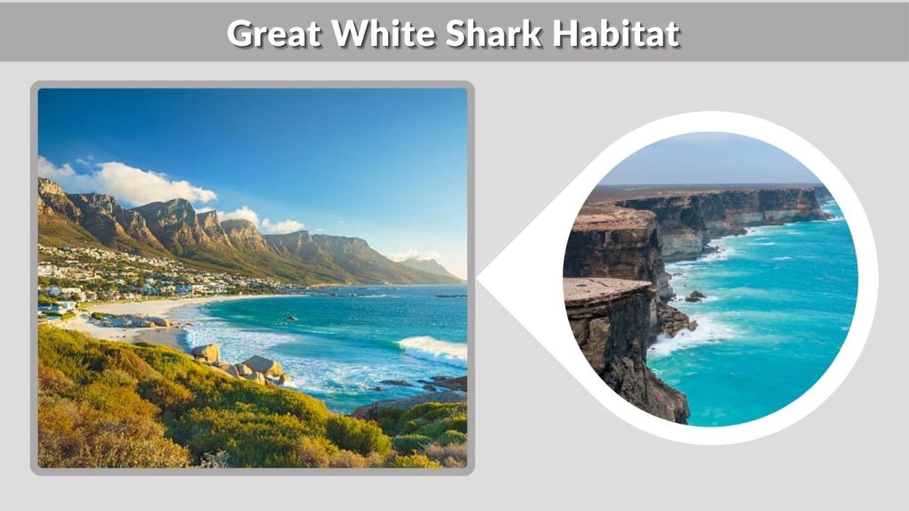 Great White Shark Habitat