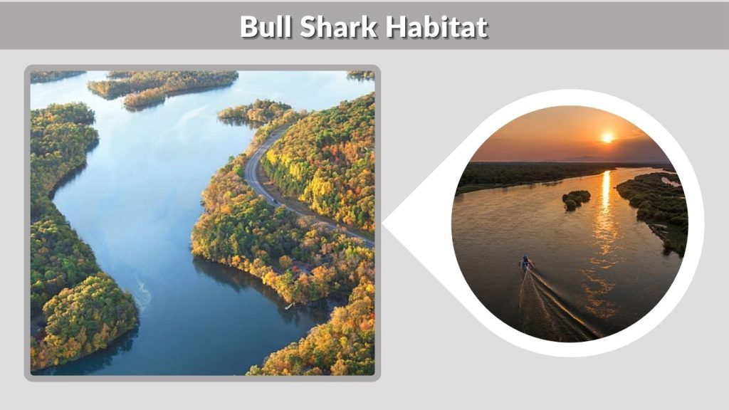 Bull Shark Habitat