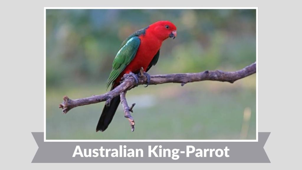 Australian King-Parrot