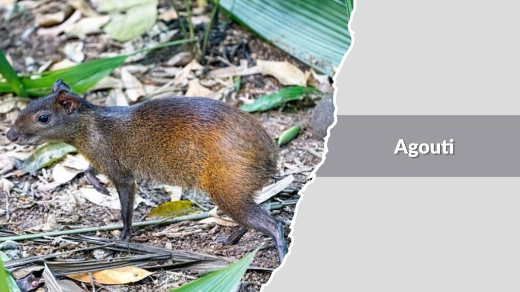 Agouti
