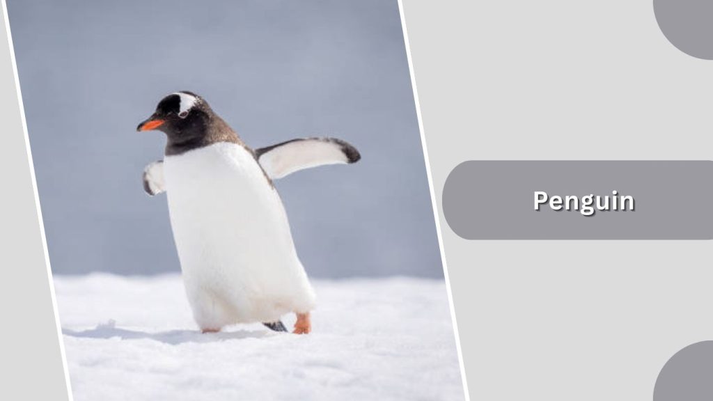 Penguin