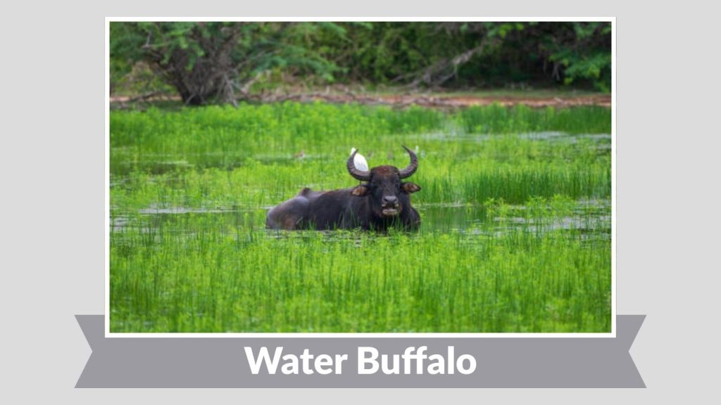 Water Buffalo