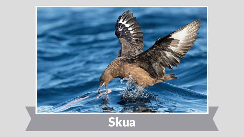 Skua