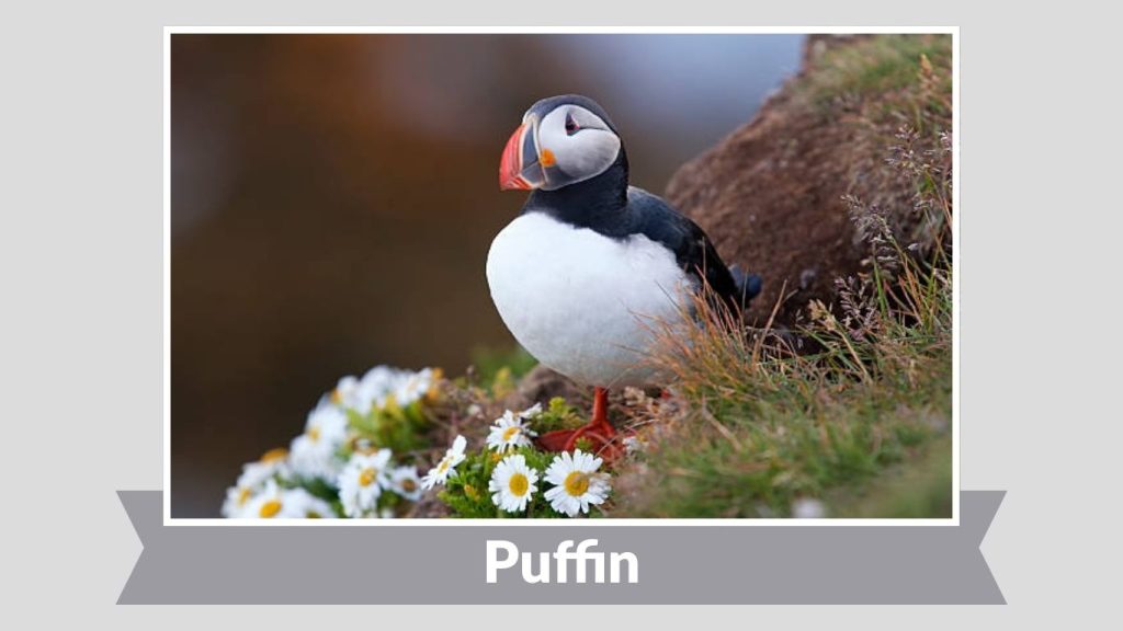 Puffin