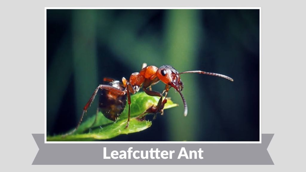 Leafcutter Ant