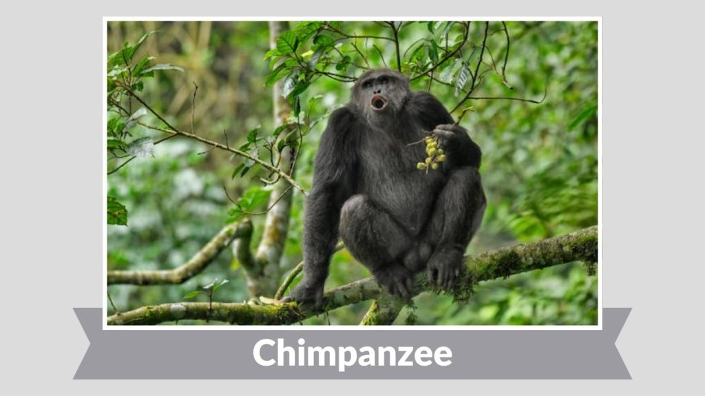 Chimpanzee