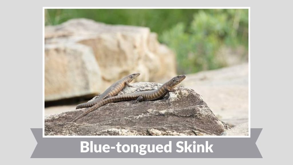  Blue-tongued Skink