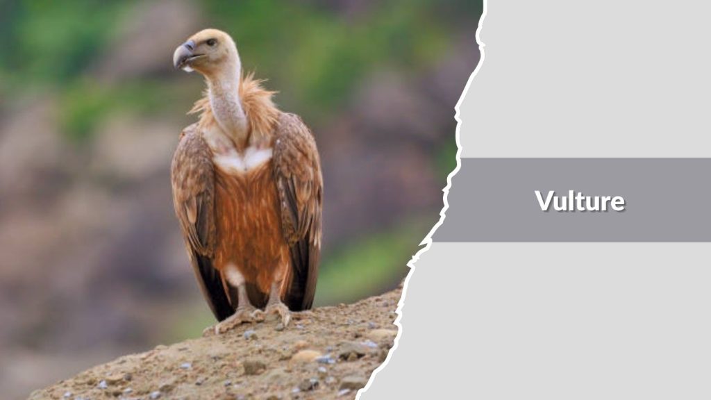 Vulture