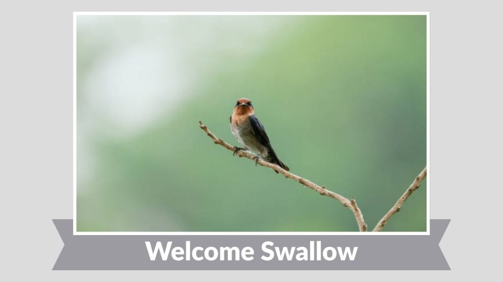 Welcome Swallow