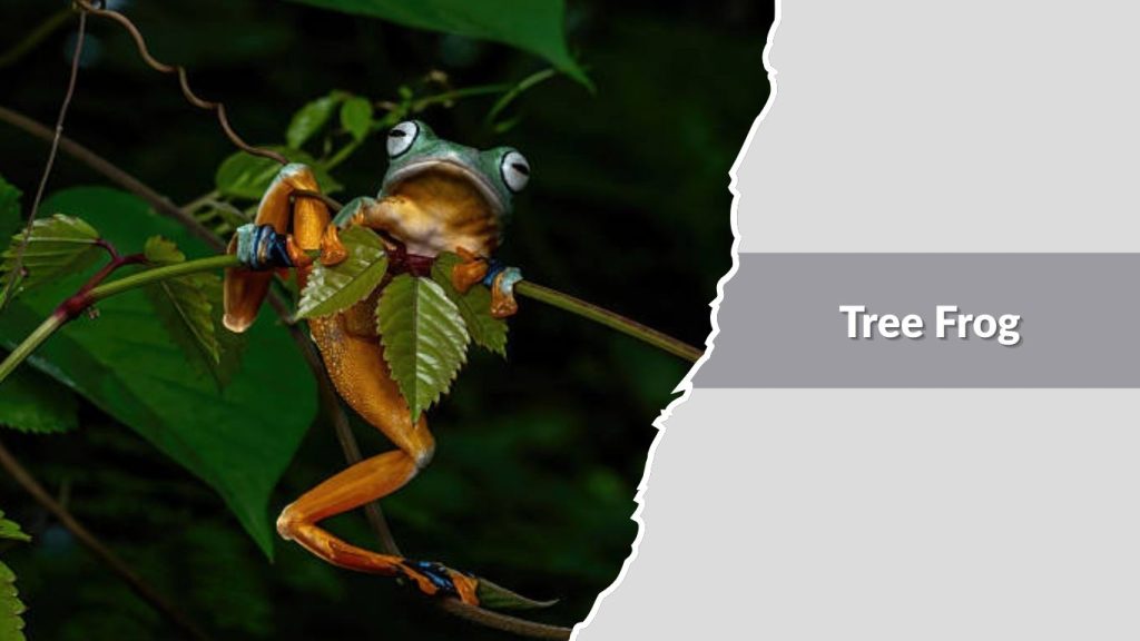  Tree Frog