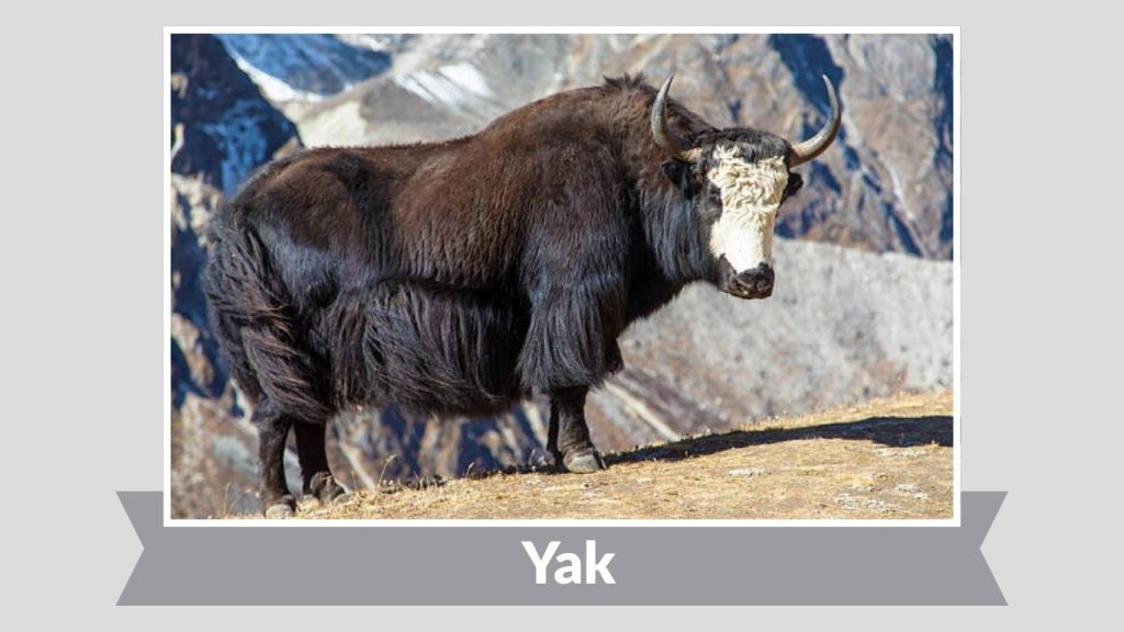 Yak