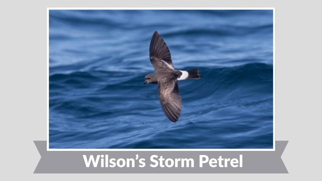 Wilson’s Storm Petrel