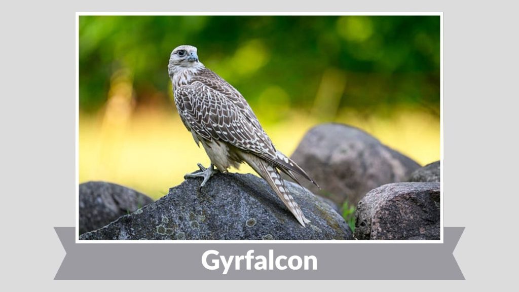 Gyrfalcon
