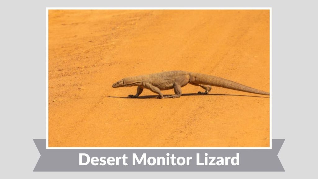 Desert Monitor Lizard