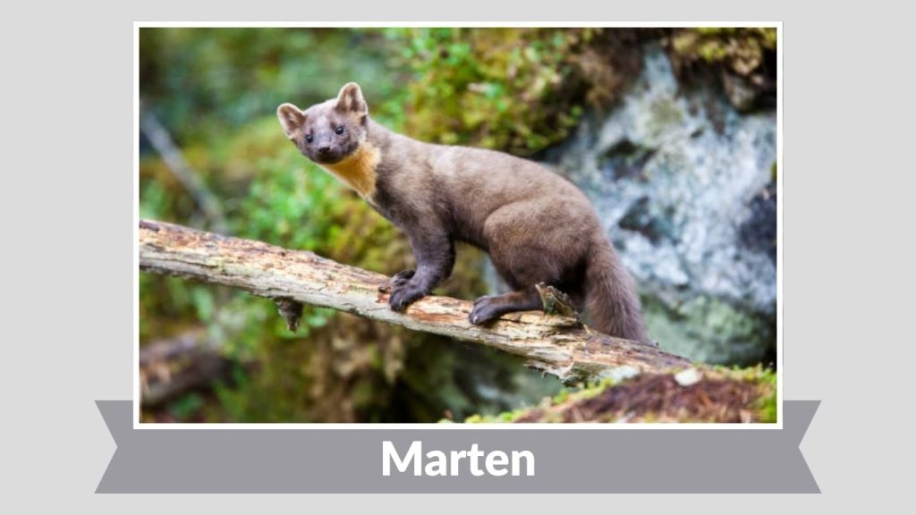 Marten
