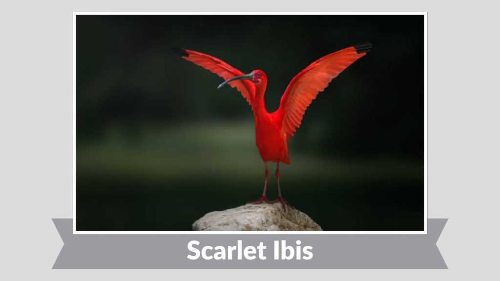 Scarlet Ibis