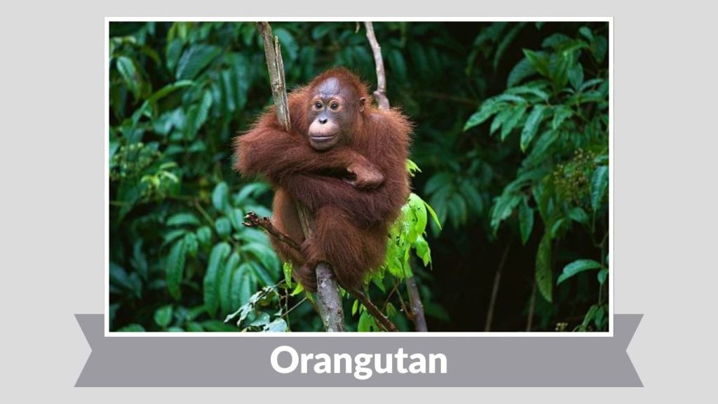 Orangutan