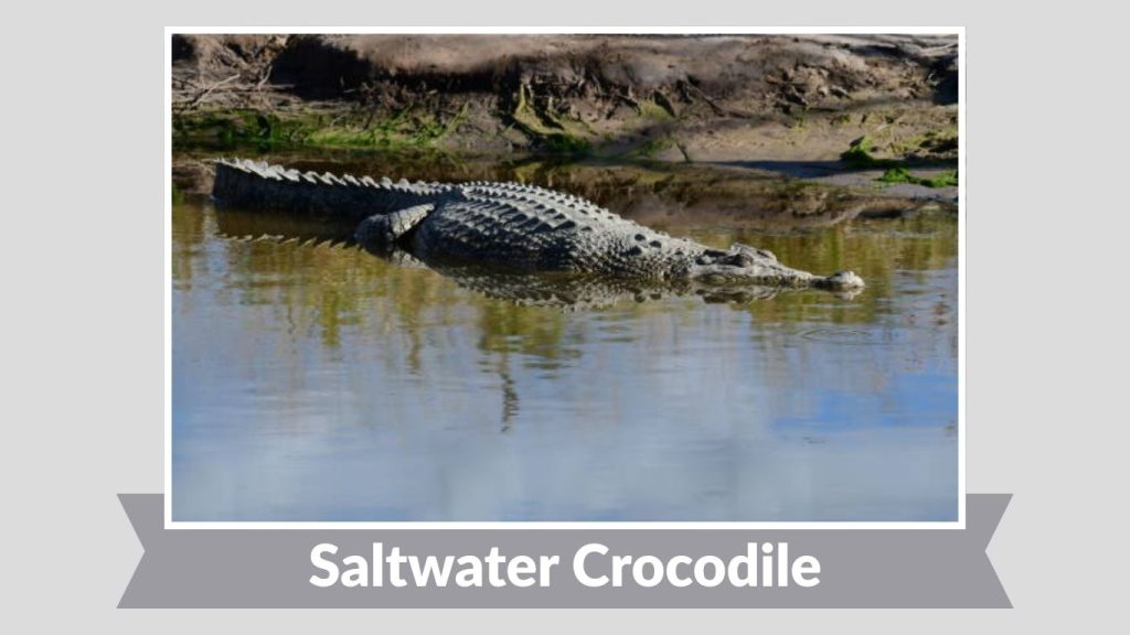 Saltwater Crocodile