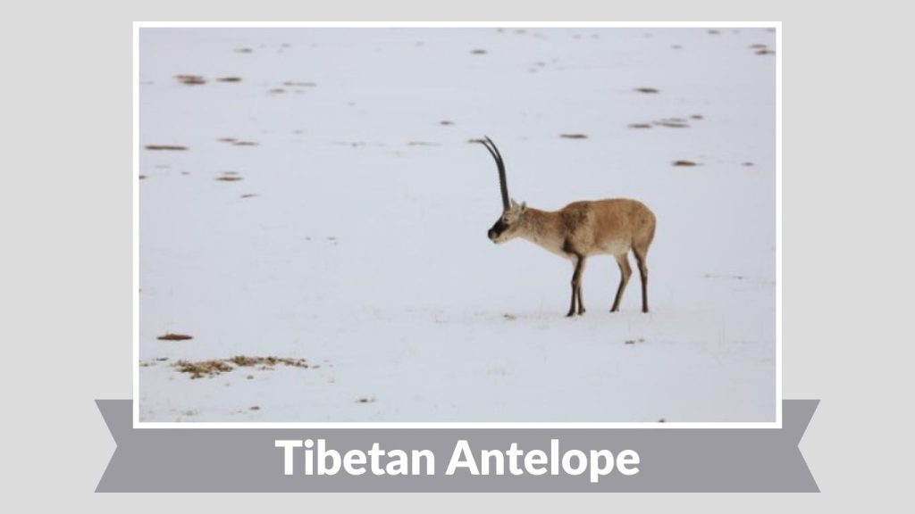 Tibetan Antelope