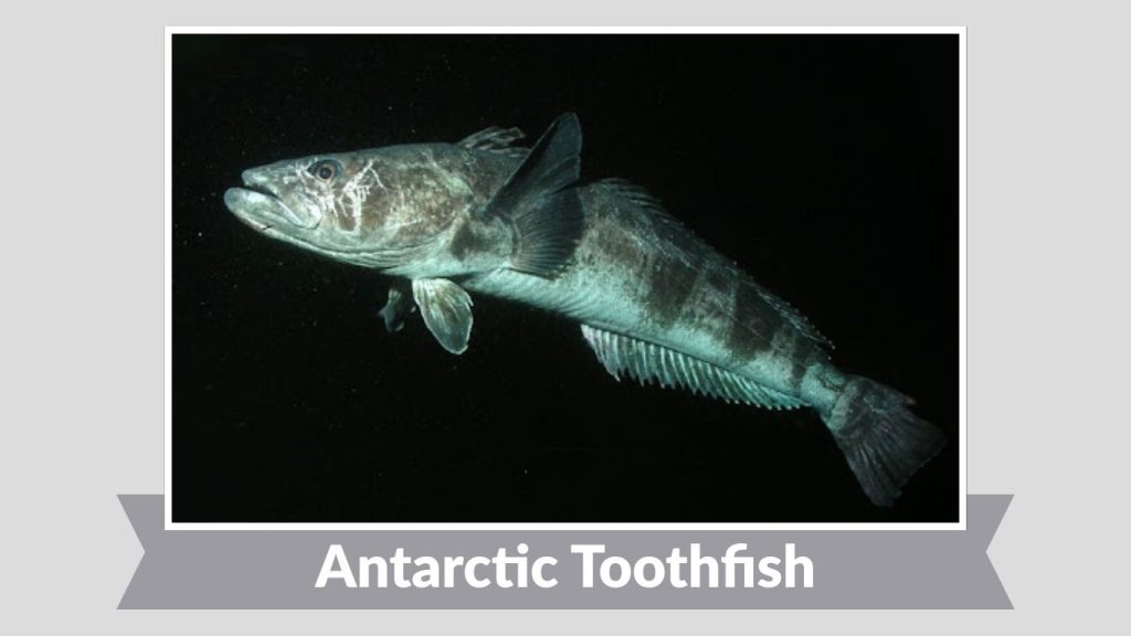 Antarctic Toothfish