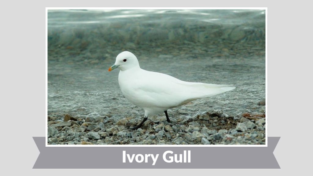 Ivory Gull