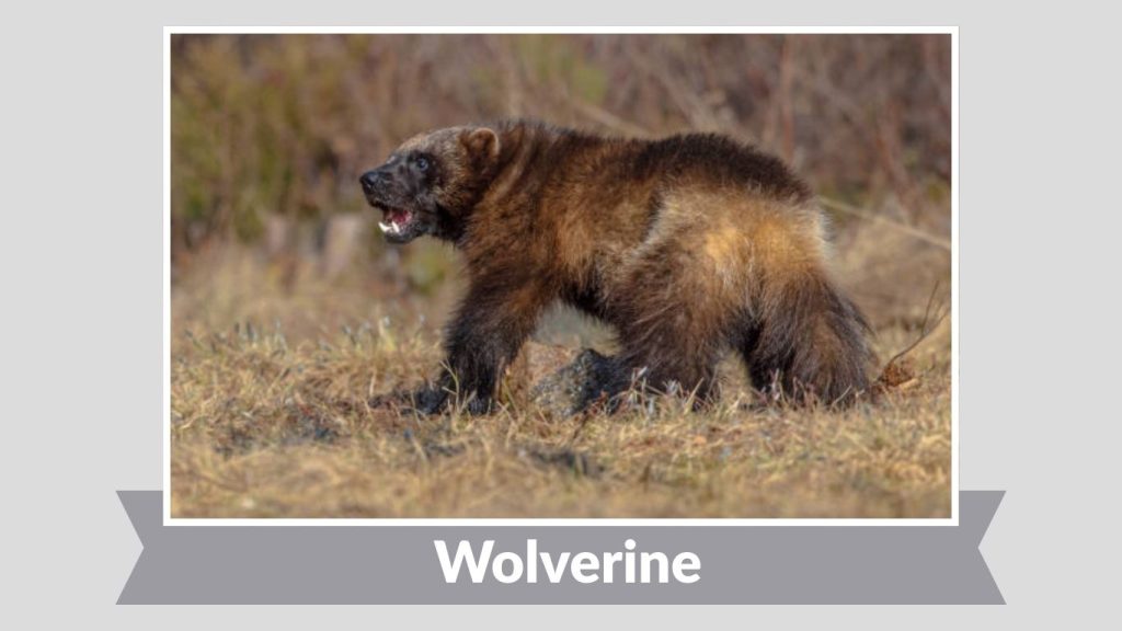 Wolverine