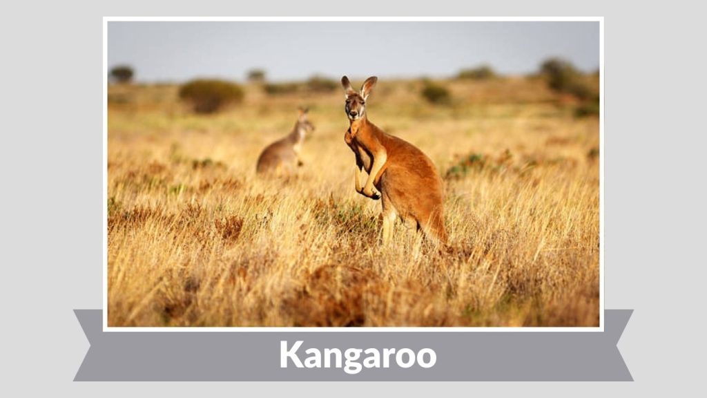 Kangaroo