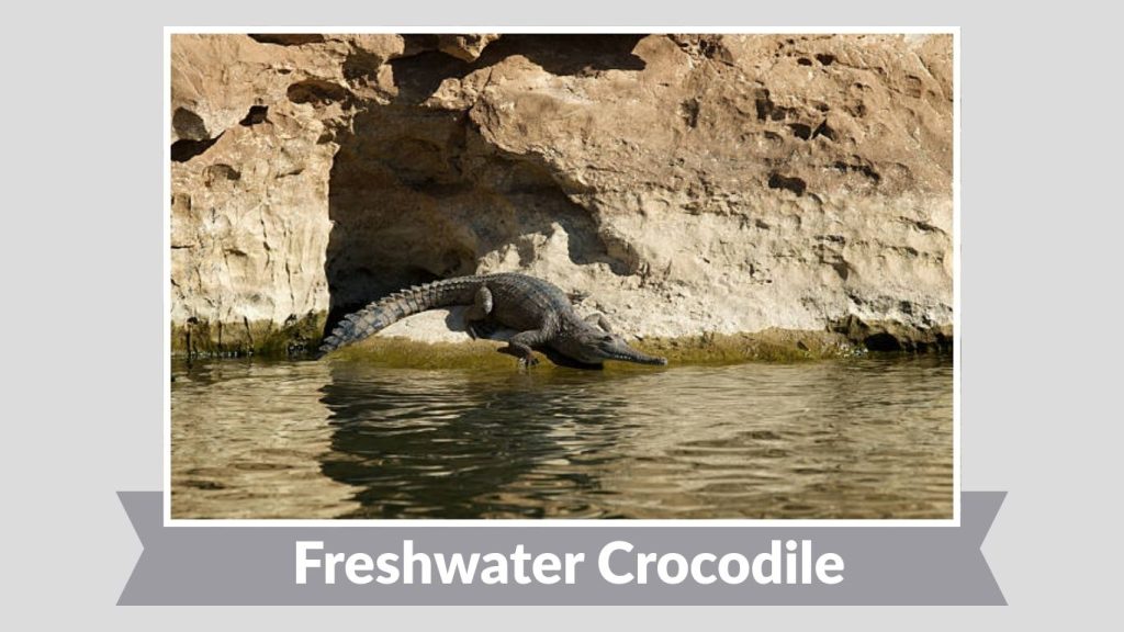  Freshwater Crocodile