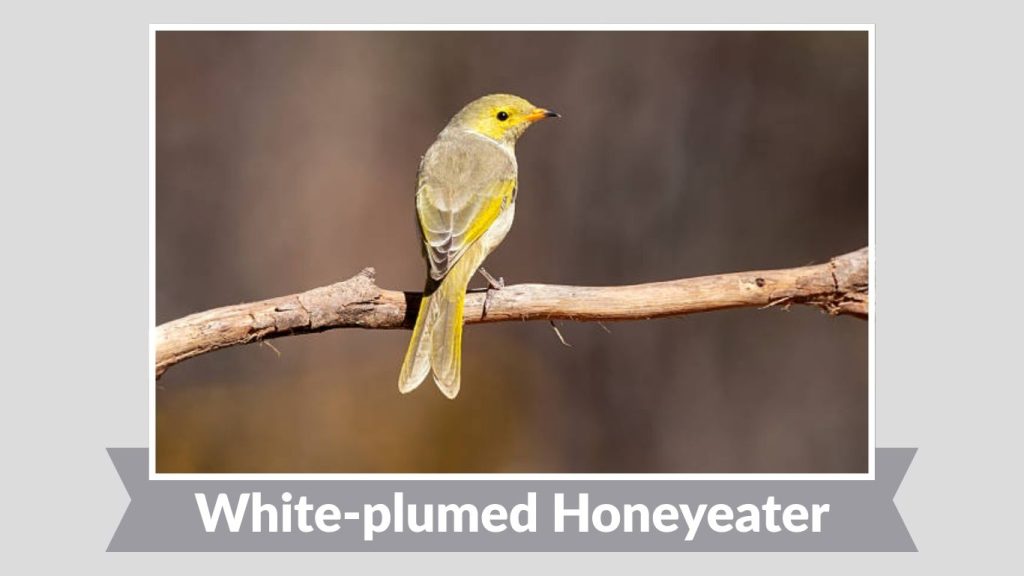 White-plumed Honeyeater