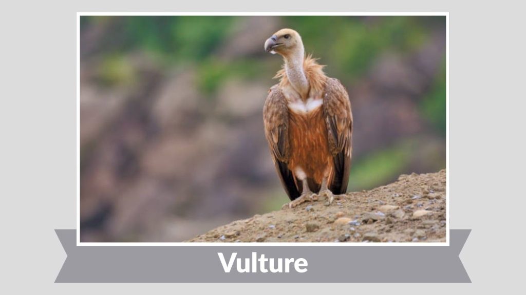 Vulture