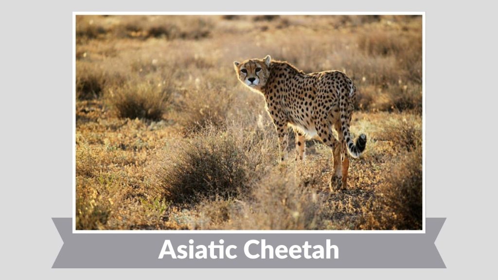 Asiatic Cheetah